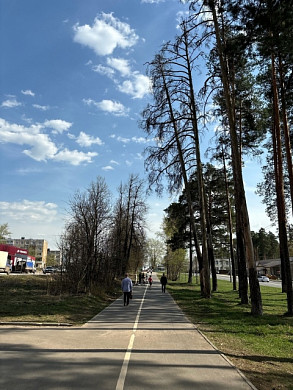 В Кохме на улице Ивановской снесут 6 опасных сосен